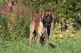 DOGUE ALLEMAND 770